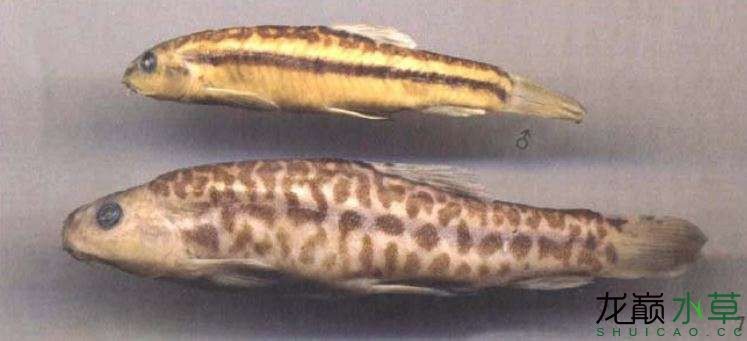 稀有原生魚虎斑云南鰍虎紋云南鰍，鰍虎紋，稀有原生魚種的