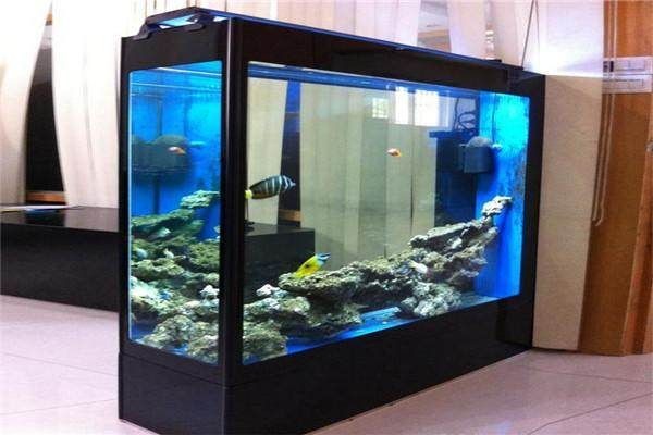 大魚缸漏水怎么修復視頻教學：如何選擇合適的魚缸膠，大魚缸漏水修復指南，專業視頻教程詳解選擇合適的魚缸膠