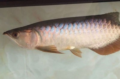 印尼紅龍魚怎么養(yǎng)的視頻教學(xué)（印尼紅龍魚怎么養(yǎng)的視頻教學(xué)大全）紅龍魚養(yǎng)殖技巧與視頻教程大全