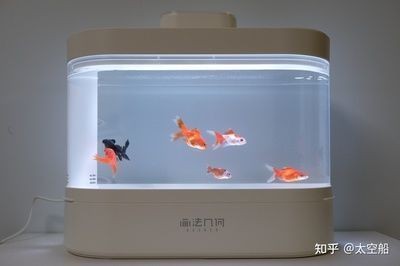 惠東縣大嶺鎮瑞升水族漁具店（惠東縣大嶺鎮瑞升水族漁具店地址）東縣大嶺鎮瑞升水族漁具店詳細地址 惠東縣大嶺鎮瑞升水族漁具店（惠東縣大嶺鎮瑞升水族漁具店地址）東縣大嶺鎮瑞升水族漁具店詳細地址 全國水族館企業名錄 第1張
