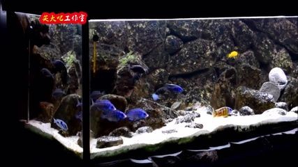 慈鯛魚缸怎么搭配：三湖慈鯛魚缸的搭配，湖慈鯛魚缸搭配指南，打造和諧的觀賞水族環境 慈鯛魚缸怎么搭配：三湖慈鯛魚缸的搭配，湖慈鯛魚缸搭配指南，打造和諧的觀賞水族環境 魚缸百科 第1張