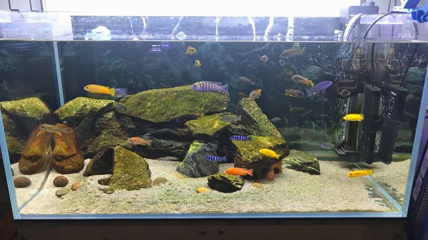 慈鯛魚缸怎么搭配：三湖慈鯛魚缸的搭配，湖慈鯛魚缸搭配指南，打造和諧的觀賞水族環境 慈鯛魚缸怎么搭配：三湖慈鯛魚缸的搭配，湖慈鯛魚缸搭配指南，打造和諧的觀賞水族環境 魚缸百科 第3張