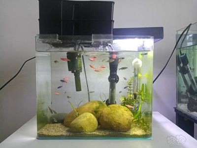 慈鯛魚缸怎么搭配：三湖慈鯛魚缸的搭配，湖慈鯛魚缸搭配指南，打造和諧的觀賞水族環境 慈鯛魚缸怎么搭配：三湖慈鯛魚缸的搭配，湖慈鯛魚缸搭配指南，打造和諧的觀賞水族環境 魚缸百科 第4張