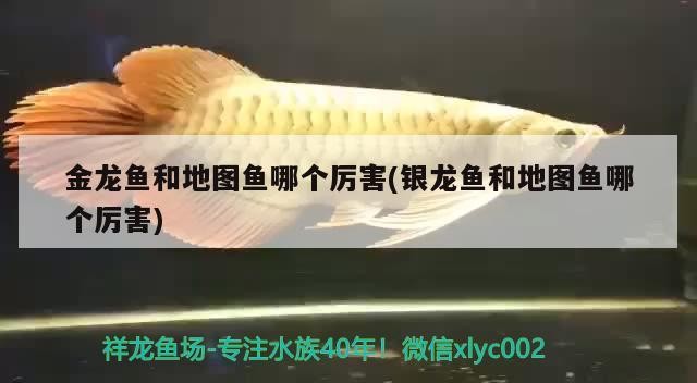 金龍魚和地圖魚哪個(gè)厲害(銀龍魚和地圖魚哪個(gè)厲害)龍魚與地圖魚，誰更勝一籌？銀龍魚與地圖魚的比較