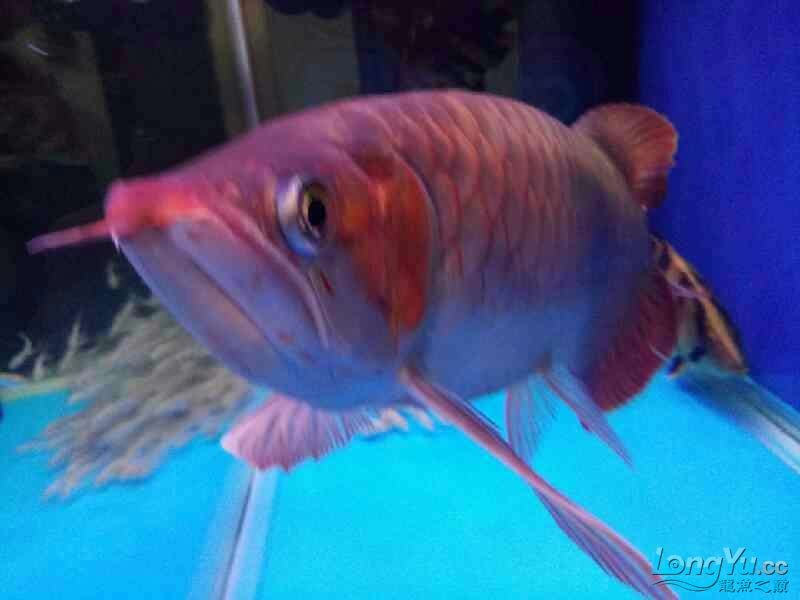 霸氣的龍魚虎魚，魚與虎魚，霸氣海洋生物的
