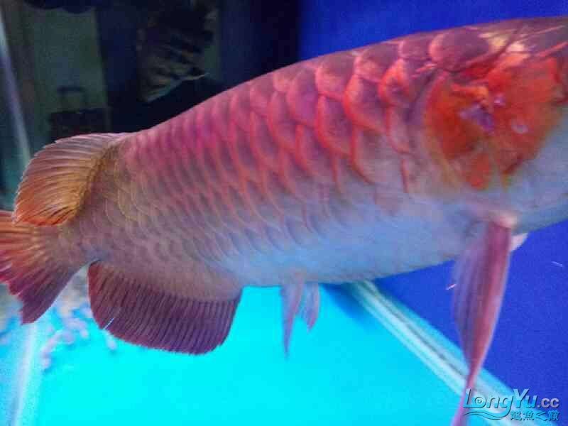 霸氣的龍魚虎魚，魚與虎魚，霸氣海洋生物的