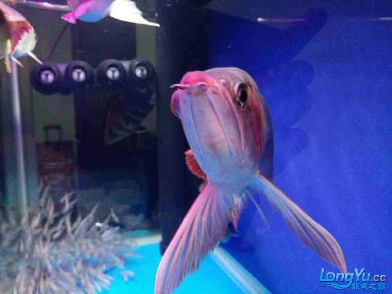霸氣的龍魚虎魚，魚與虎魚，霸氣海洋生物的