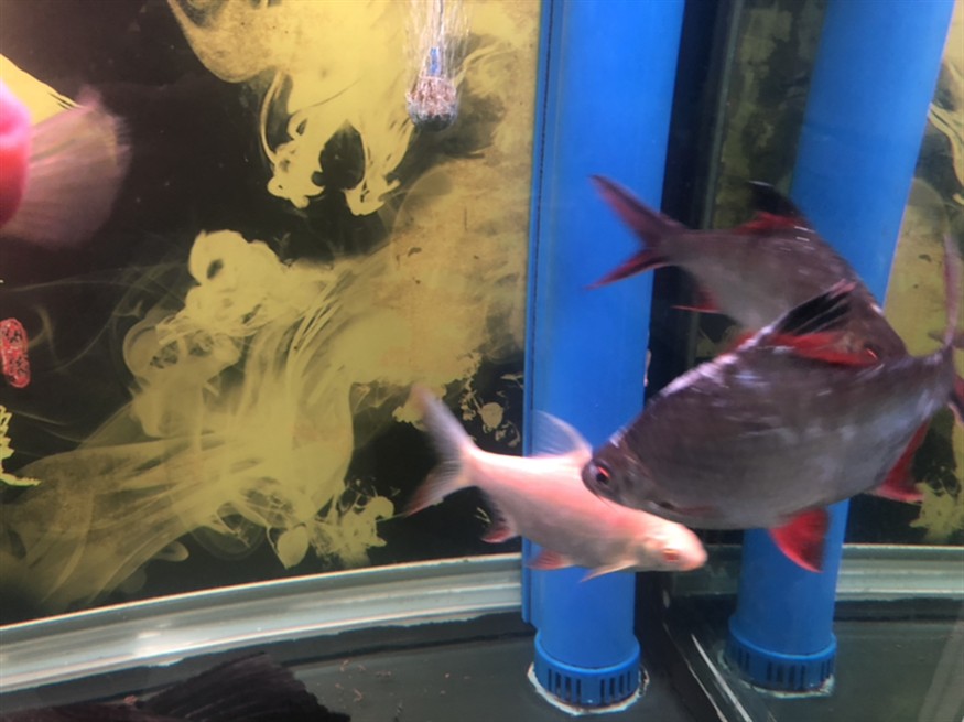 虎魚一直追雙線魚怎么辦，魚追逐雙線魚的行為解析與應對