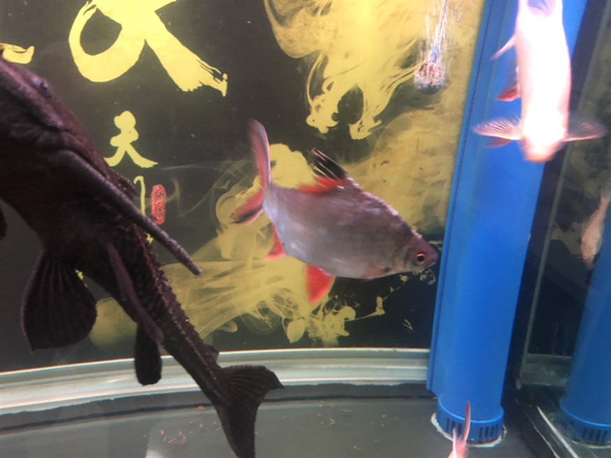 虎魚一直追雙線魚怎么辦，魚追逐雙線魚的行為解析與應對
