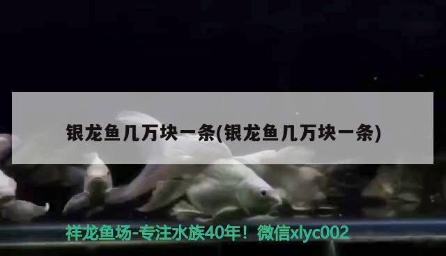 銀龍魚幾萬塊一條(銀龍魚幾萬塊一條)銀龍魚價格飆升至數萬元一條，背后原因分析