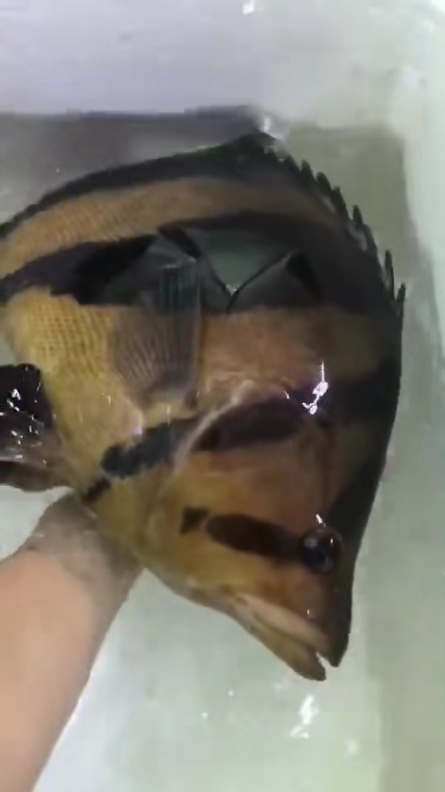 肥大虎魚值得一看，揭秘肥大虎魚，觀賞與養殖的