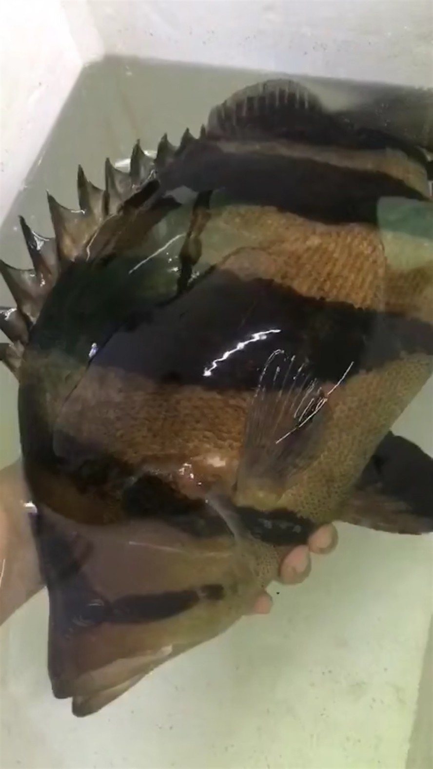 肥大虎魚值得一看，揭秘肥大虎魚，觀賞與養殖的