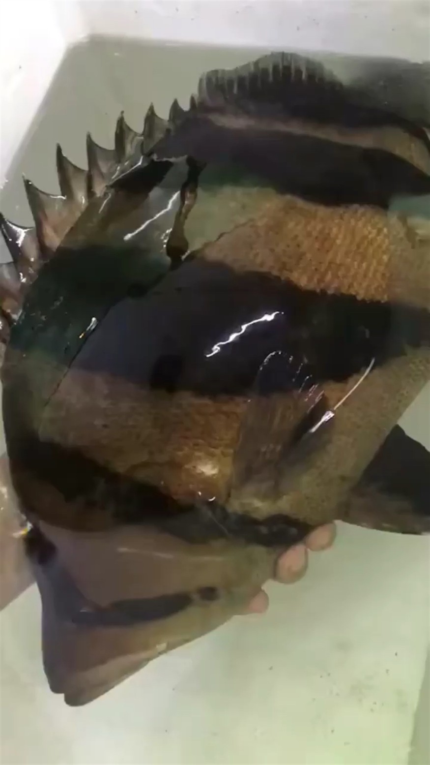 肥大虎魚值得一看，揭秘肥大虎魚，觀賞與養殖的