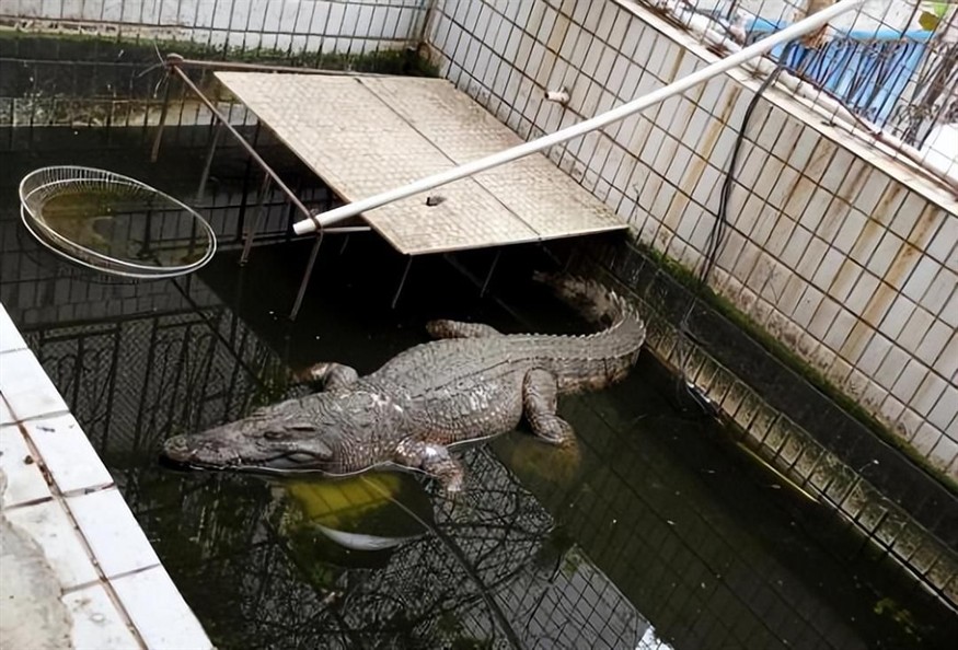 寵物鱷魚拿什么魚缸養：養鱷魚需要注意什么？