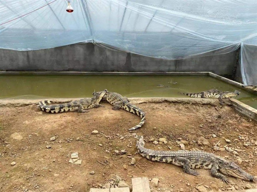 寵物鱷魚拿什么魚缸養：養鱷魚需要注意什么？