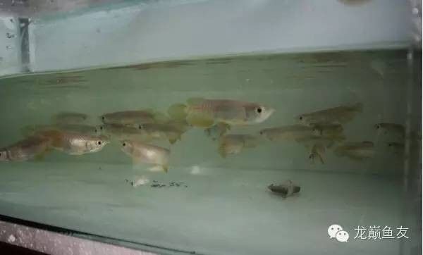 龍魚趴缸底是什么病因造成的呢怎么治