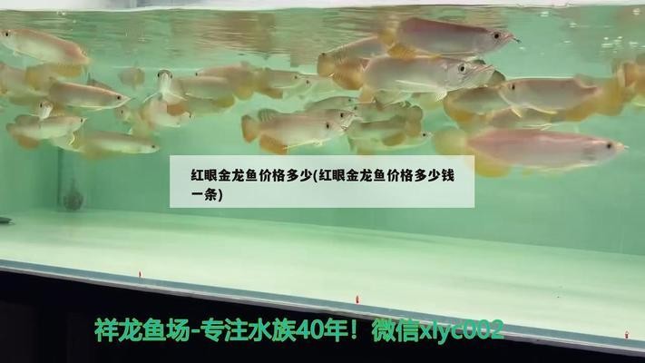 紅龍魚大概多少錢一條啊圖片欣賞一下（紅龍魚大概多少錢一條啊圖片欣賞一下大全） 紅龍魚大概多少錢一條啊圖片欣賞一下（紅龍魚大概多少錢一條啊圖片欣賞一下大全） 紅龍魚百科