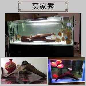 沉木放魚缸水變色怎么辦：當沉木放入魚缸后，可能會導致魚缸水體變色，這是因為沉木在形成過程中