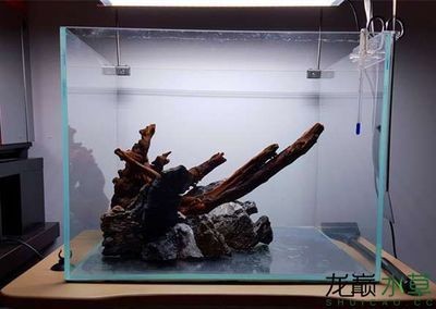 沉木魚缸適合養什么魚：南美缸造景適合養哪些魚？