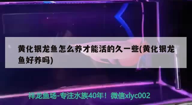 黃化銀龍魚怎么養才能活的久一些(黃化銀龍魚好養嗎)