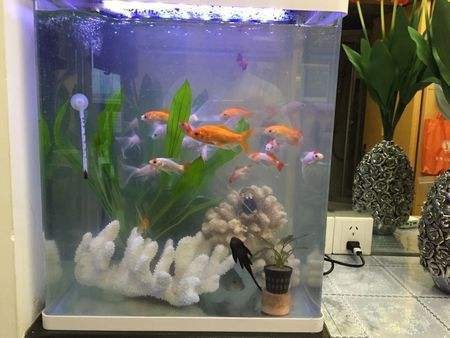 曲沃縣南街俊鵬水族超市（曲沃縣南街俊鵬水族超市電話）