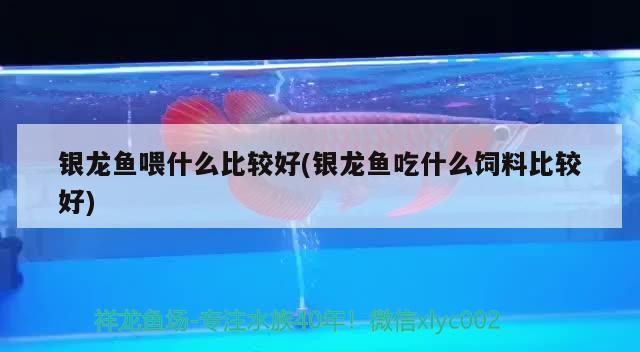 銀龍魚喂什么比較好(銀龍魚吃什么飼料比較好)