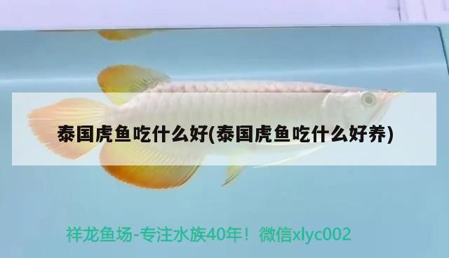 玻璃做魚缸怎么粘才牢固:如何自制玻璃魚缸 泰國虎魚吃什么好(泰國虎魚吃什么好養(yǎng)) 虎魚百科 泰國虎魚吃什么好(泰國虎魚吃什么好養(yǎng)) 泰國虎魚吃什么好(泰國虎魚吃什么好養(yǎng)) 虎魚百科