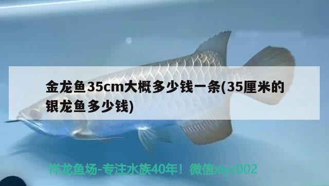 金龍魚35cm大概多少錢一條(35厘米的銀龍魚多少錢)