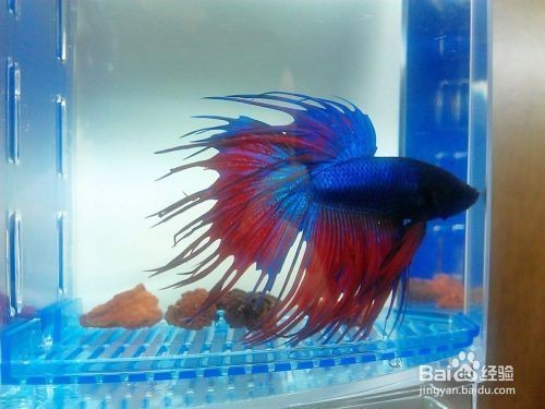 斗魚缸換水可以用大魚缸的水嗎：斗魚缸水質管理