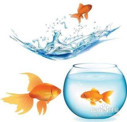 斗魚缸換水可以用大魚缸的水嗎：斗魚缸水質管理