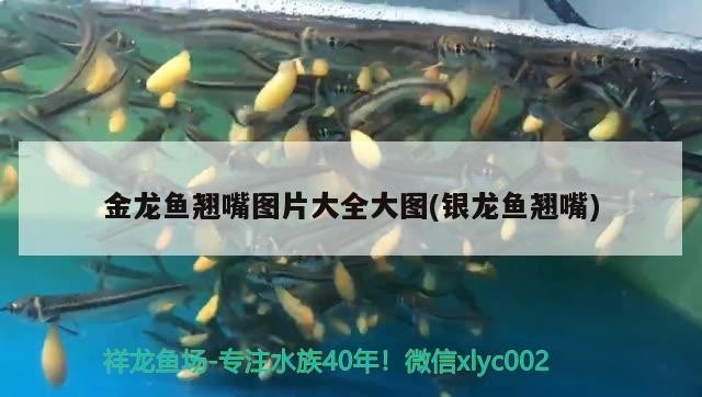 金龍魚(yú)翹嘴圖片大全大圖(銀龍魚(yú)翹嘴)