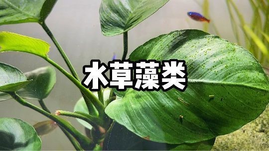吃魚缸褐藻的都有哪些：哪些魚類能夠吃褐藻？