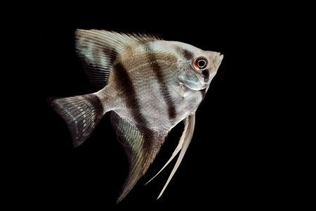濟(jì)源市玉泉魚緣生態(tài)水族館（濟(jì)源市玉泉魚緣生態(tài)水族館電話）