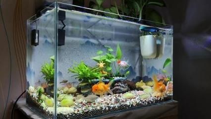1.2米魚缸養多少條魚合適：1.2米的魚缸養多少條魚合適