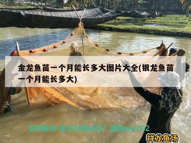 金龍魚苗一個月能長多大圖片大全(銀龍魚苗一個月能長多大) 金龍魚苗一個月能長多大圖片大全(銀龍魚苗一個月能長多大) 銀龍魚百科