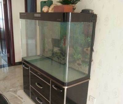 搬家魚缸搬家帶不走怎么辦視頻：魚缸搬運技巧