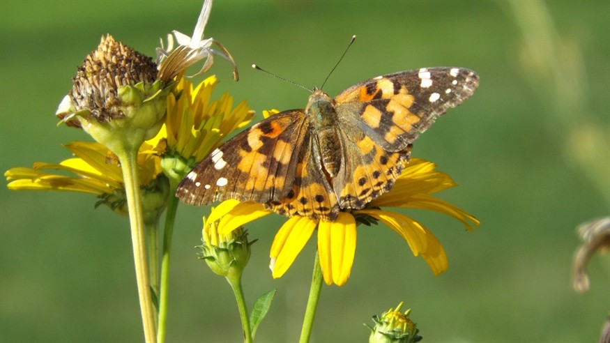 蘇虎魚圖片大全，黃金虎魚圖片大全圖片