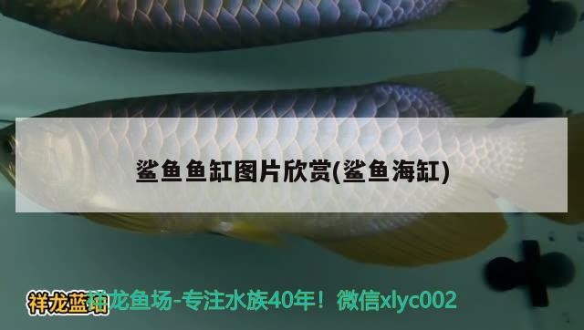 龍魚干蝦有營養嗎 鯊魚魚缸圖片欣賞(鯊魚海缸) 銀龍魚百科 鯊魚魚缸圖片欣賞(鯊魚海缸) 鯊魚魚缸圖片欣賞(鯊魚海缸) 銀龍魚百科