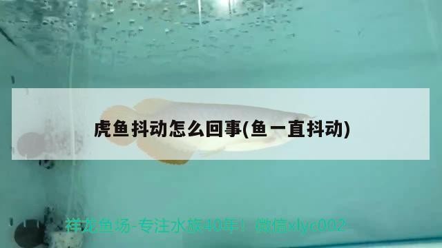 虎魚抖動怎么回事(魚一直抖動)