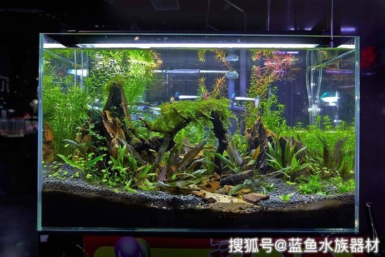 玻璃魚缸自己做劃算還是買劃算：玻璃魚缸自制的優缺點