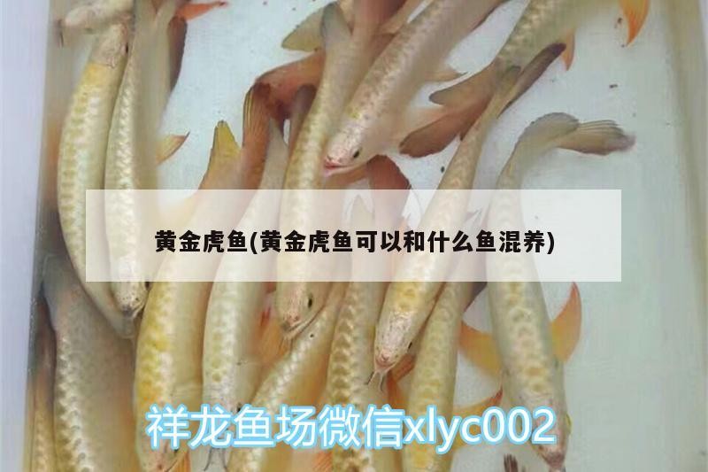 黃金虎魚(黃金虎魚可以和什么魚混養(yǎng))