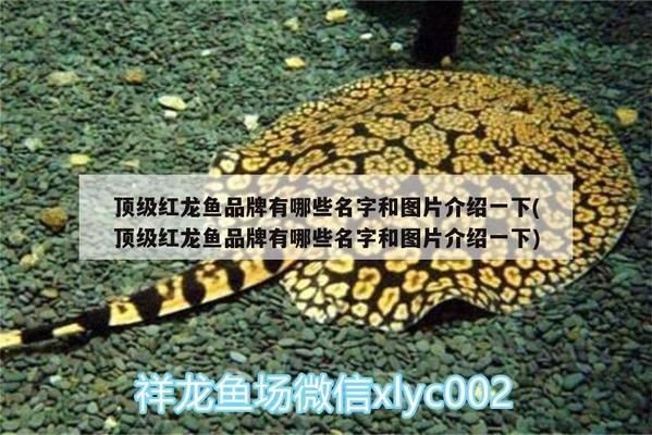龍魚缸鋪底砂好不好，龍魚缸底砂選擇技巧，不同底砂材質(zhì)對比分析