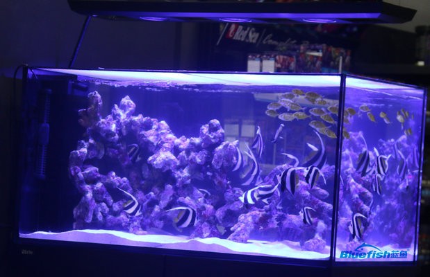 新鄉市紅旗區旺盛水族館（新鄉市紅旗區旺盛水族館電話）