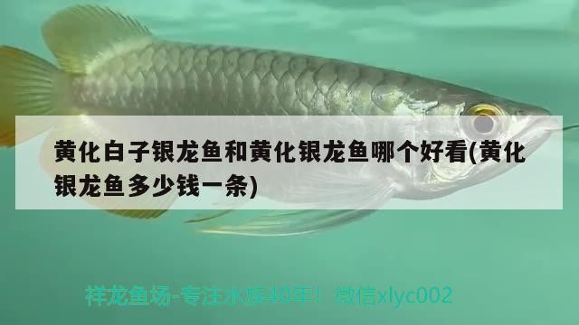 黃化白子銀龍魚和黃化銀龍魚哪個好看(黃化銀龍魚多少錢一條)