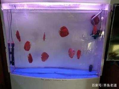 1米2的魚缸養七彩需要每天換水嗎為什么：1米2的魚缸養七彩神仙魚需要每天換水嗎