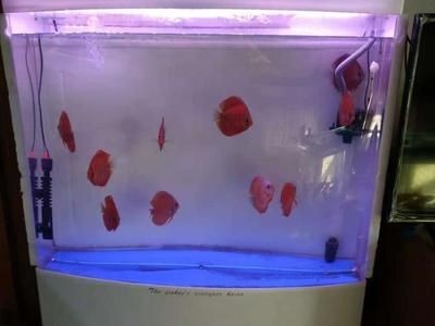 1米2的魚缸養七彩需要每天換水嗎為什么：1米2的魚缸養七彩神仙魚需要每天換水嗎