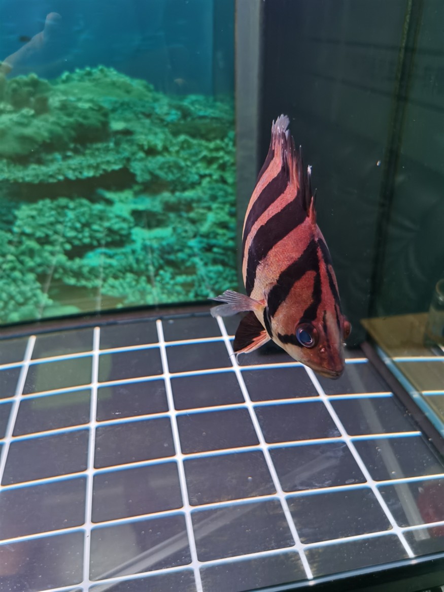 虎魚蒙眼嗎？