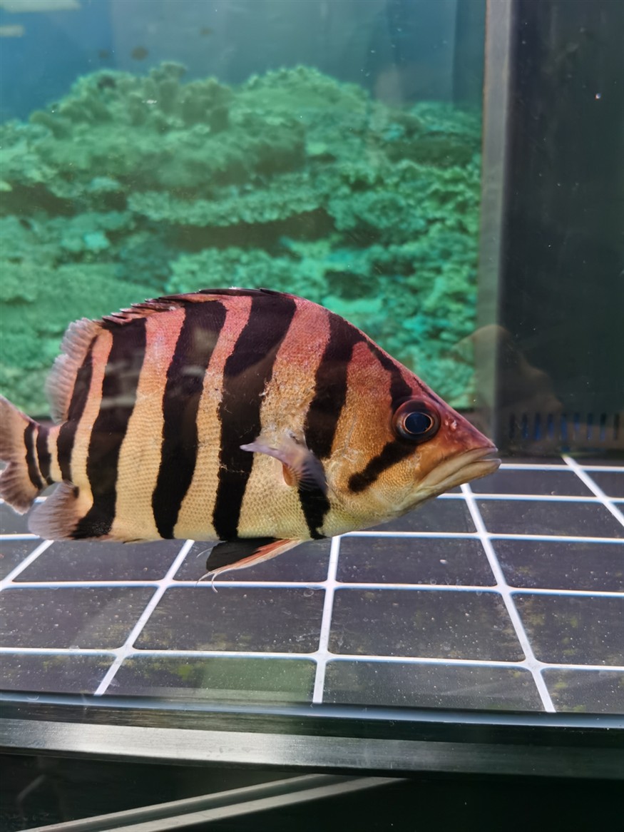 虎魚蒙眼嗎？