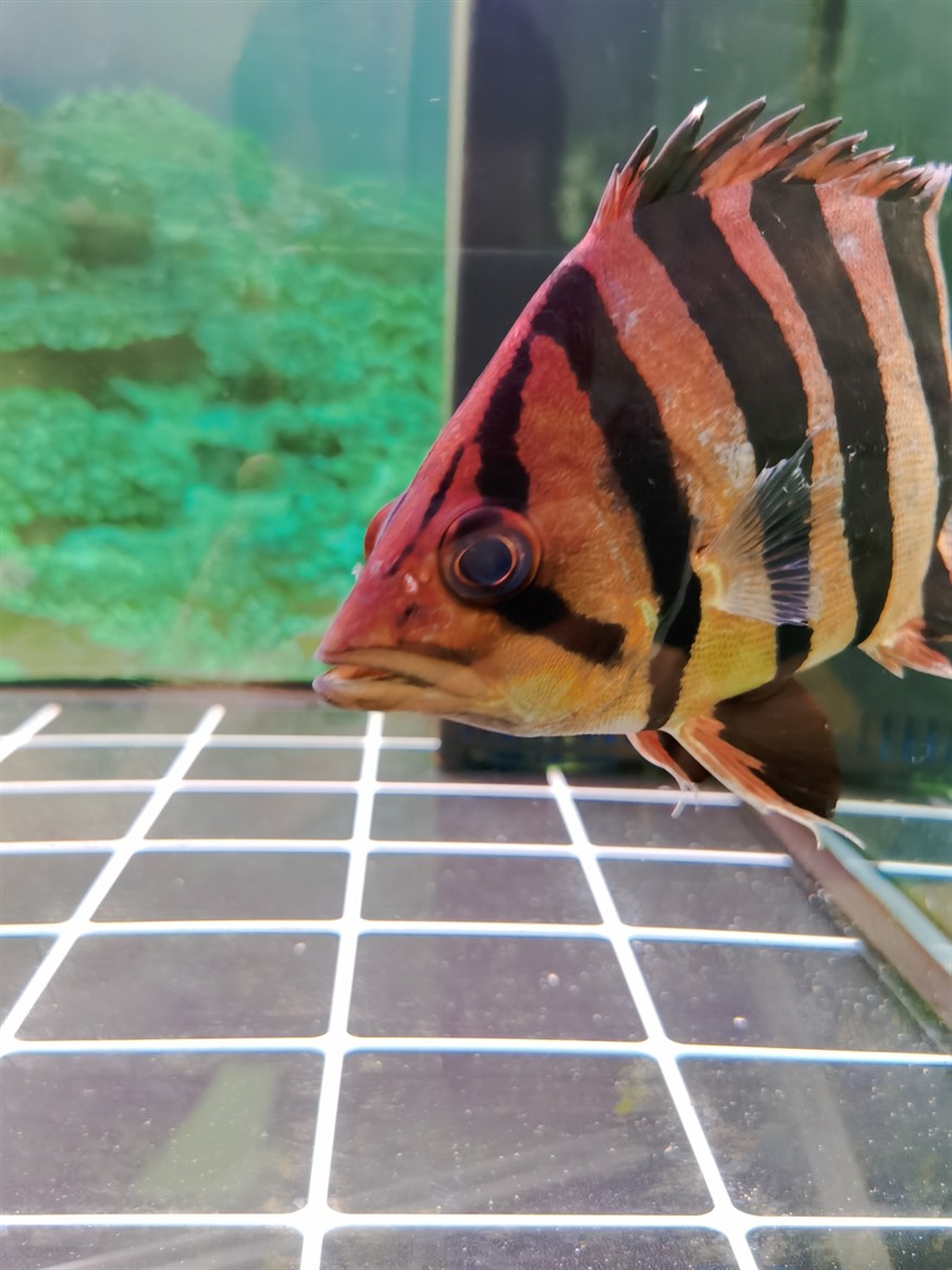 虎魚蒙眼嗎？