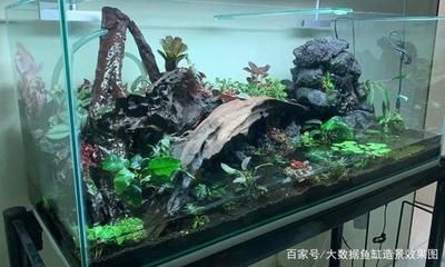 大型魚缸造景視頻教學:大型魚缸造景安全注意事項在觀看大型魚缸造景視頻教程 魚缸百科 第4張 大型魚缸造景視頻教學:大型魚缸造景安全注意事項在觀看大型魚缸造景視頻教程 大型魚缸造景視頻教學:大型魚缸造景安全注意事項在觀看大型魚缸造景視頻教程 魚缸百科 第4張